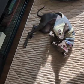 エルスとルーク　ルークの嬉しい時の行動の画像