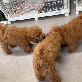 スリッパで、、、、の画像