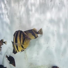 猛暑到来！梅雨から真夏の愛魚管理！の画像