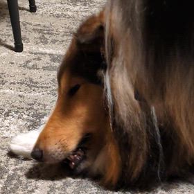 食べてるものが欲しい…の画像