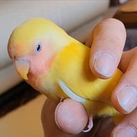 まだ眠いです(｡-_-｡)の画像