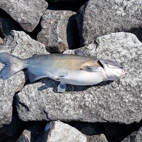 帰宅して調理中です。の画像