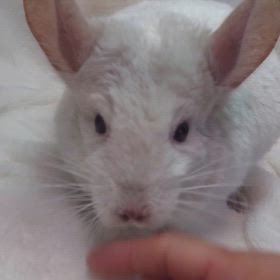 ご家族様募集中のチンチラくんの画像