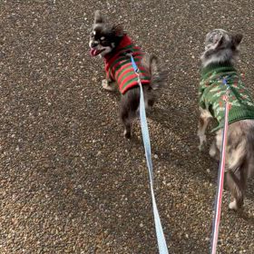 カエチャン小旅行の画像