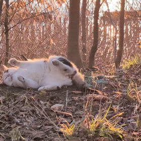 1月の活動収支報告の画像