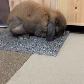 コテン寝の画像