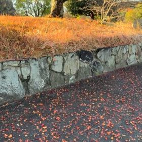 散りもみじの画像