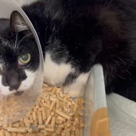 病院でのコアの画像