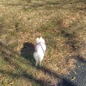 久々の公園散歩の画像