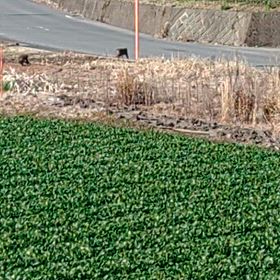 また、奴らが来た！の画像