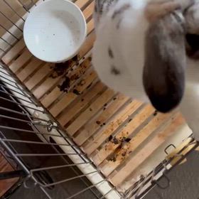 平明日手術の画像