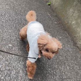 メンテナンス効果❓絶好調ポコさんの画像