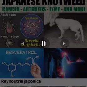 イタドリの効能　greenmountaingreenery/418の画像