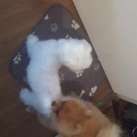 2024年9月3日火曜日の画像