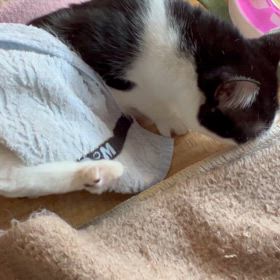 ガタオ　3回目の発作2024/07/20の画像