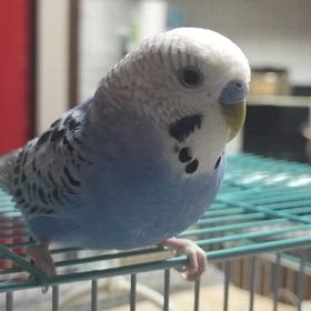 寝ぼけてます。の画像