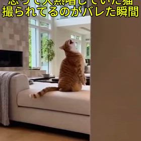 いないと思って大熱唱していた猫が。。。の画像