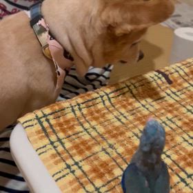 ラウル父さんトリミングに行くの巻。の画像