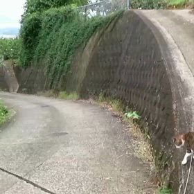雨上がりで動画が撮れずの画像