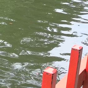 生島足島神社の池の鯉との画像