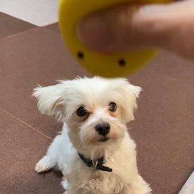 ボール遊びも上手！の画像