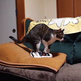 フミフミの画像