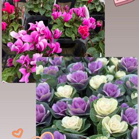 エンドウの画像