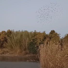 ムクドリ帰宅。の画像