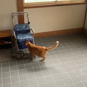 2024/07/06今週のハナの画像