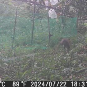 すぎぴたんの事件簿シーズン3　555話（お久しぶりです！　ノラウサギ、ウグイス）の画像