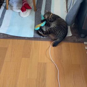 トラちゃん♀のひとり遊びの画像