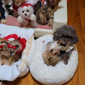 わちゃわちゃしていますの画像