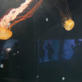 アリアケクラゲ　1/fゆらぎに癒されての画像