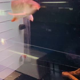 ★スーパーレッドアロワナ！★の画像