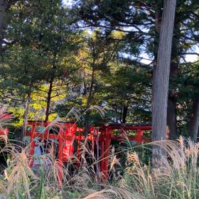 鳥のさえずりで心をクリアにの画像