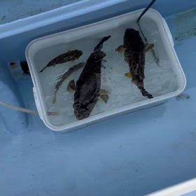 2024       4/16    今日はアカメフグ専門とマハタ.ヒラメ狙いに！の画像