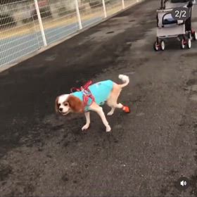 よちくんが歩けてたころの画像