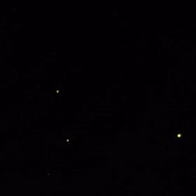 ほーたるこいの画像