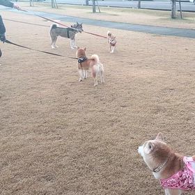 いつものの画像