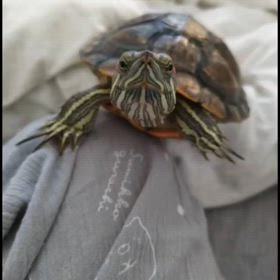 どうやら秋が来たらしいの画像