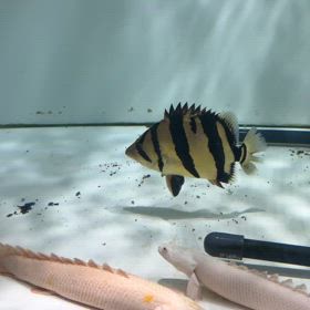 広島県のお客様にシャムタイガーご成約！！夢の泰國虎魚！の画像