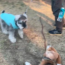 わんプロ最高の画像