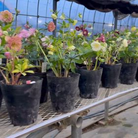 加藤農園さんへ♪＊展示会に出展されたクリロー＊曽田園芸さんの社長