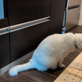 昨夜のれおちゃんの画像