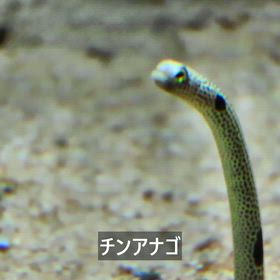 水槽エリアの生きものたち（和歌山県立自然博物館）の画像