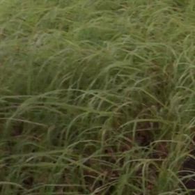 ヒュルリ〜ヒュルリ〜ララ〜の画像