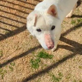 ハッピーテール”2024年2月会計報告”の画像