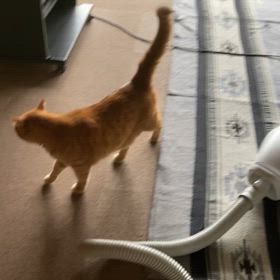 2024/06/22今週のハナの画像