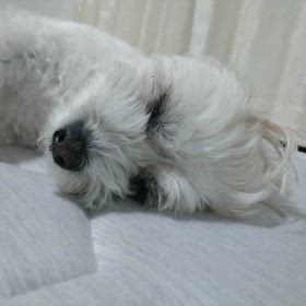 カラスの仕業かと思ったの画像