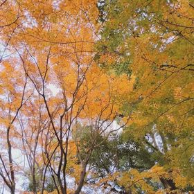 テスト  の画像